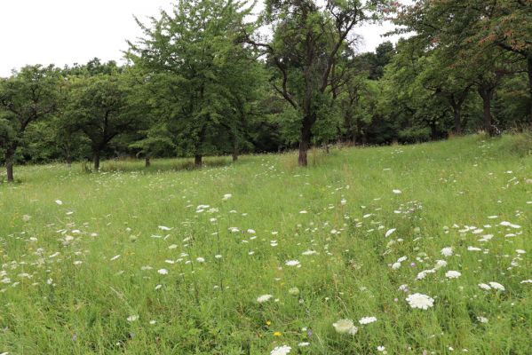 Česká Skalice, 22.7.2021
Nad Pivovarem - třešňovka.
Klíčová slova: Česká Skalice Nad Pivovarem třešňovka Agriotes gallicus