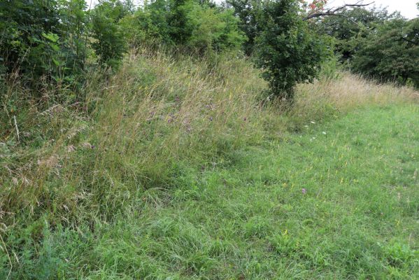 Česká Skalice, 22.7.2021
Nad Pivovarem - zpustlá třešňovka.
Mots-clés: Česká Skalice Nad Pivovarem třešňovka Agriotes gallicus