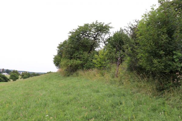 Česká Skalice, 22.7.2021
Nad Pivovarem - louka pod zpustlou třešňovkou.
Keywords: Česká Skalice Nad Pivovarem třešňovka Agriotes gallicus