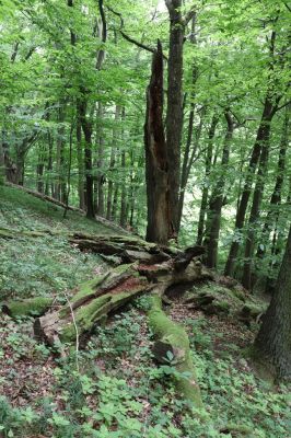 Česká Skalice, 22.7.2021
Babiččino údolí. Suťový les nad levým břehem Úpy, poblíž zaniklého hradiště Koldovka.
Schlüsselwörter: Česká Skalice Babiččino údolí Pivovarská Koldovka