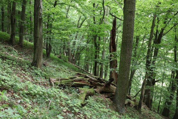 Česká Skalice, 22.7.2021
Babiččino údolí. Suťový les nad levým břehem Úpy, poblíž zaniklého hradiště Koldovka.
Klíčová slova: Česká Skalice Babiččino údolí Pivovarská Koldovka