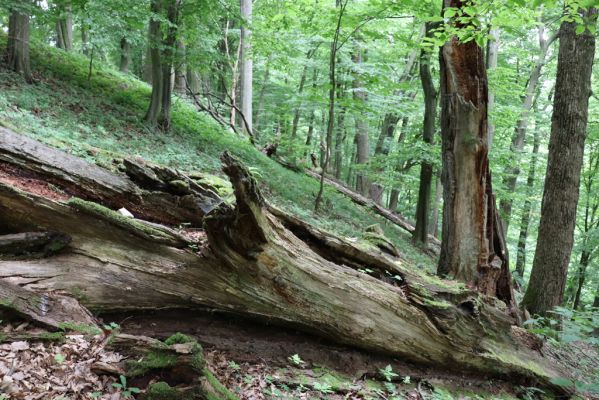 Česká Skalice, 22.7.2021
Babiččino údolí. Suťový les nad levým břehem Úpy, poblíž zaniklého hradiště Koldovka.
Keywords: Česká Skalice Babiččino údolí Pivovarská Koldovka