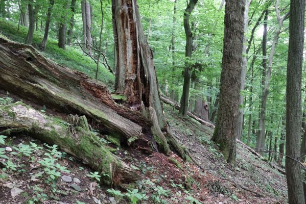 Česká Skalice, 22.7.2021
Babiččino údolí. Suťový les nad levým břehem Úpy, poblíž zaniklého hradiště Koldovka.
Mots-clés: Česká Skalice Babiččino údolí Pivovarská Koldovka