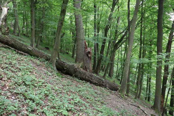 Česká Skalice, 22.7.2021
Babiččino údolí. Suťový les nad levým břehem Úpy, poblíž zaniklého hradiště Koldovka.
Mots-clés: Česká Skalice Babiččino údolí Pivovarská Koldovka