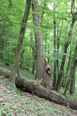 Česká Skalice, 22.7.2021
Babiččino údolí. Suťový les nad levým břehem Úpy, poblíž zaniklého hradiště Koldovka.
Klíčová slova: Česká Skalice Babiččino údolí Pivovarská Koldovka