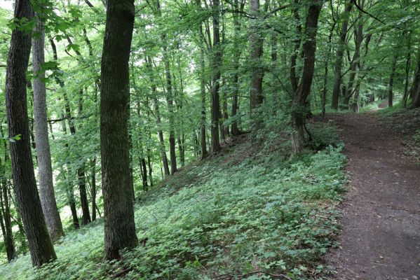 Česká Skalice, 22.7.2021
Babiččino údolí. Suťový les nad levým břehem Úpy, poblíž zaniklého hradiště Koldovka.
Klíčová slova: Česká Skalice Babiččino údolí Pivovarská Koldovka