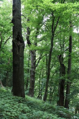 Česká Skalice, 22.7.2021
Babiččino údolí. Suťový les nad levým břehem Úpy, poblíž zaniklého hradiště Koldovka.
Keywords: Česká Skalice Babiččino údolí Pivovarská Koldovka