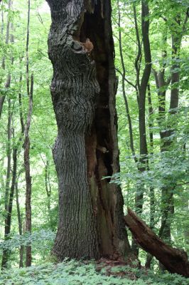 Česká Skalice, 22.7.2021
Babiččino údolí. Suťový les nad levým břehem Úpy, poblíž zaniklého hradiště Koldovka.
Keywords: Česká Skalice Babiččino údolí Pivovarská Koldovka