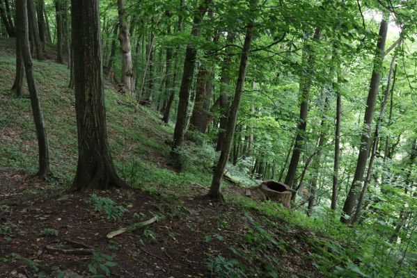 Česká Skalice, 22.7.2021
Babiččino údolí. Suťový les nad levým břehem Úpy, poblíž zaniklého hradiště Koldovka.
Schlüsselwörter: Česká Skalice Babiččino údolí Pivovarská Koldovka
