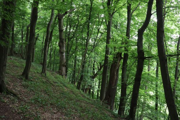 Česká Skalice, 22.7.2021
Babiččino údolí. Suťový les nad levým břehem Úpy, poblíž zaniklého hradiště Koldovka.
Keywords: Česká Skalice Babiččino údolí Pivovarská Koldovka