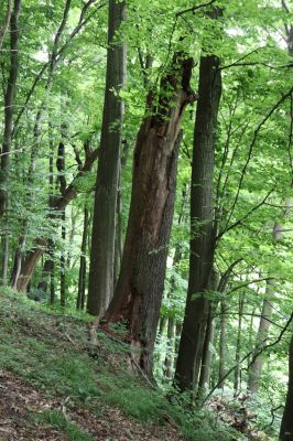 Česká Skalice, 22.7.2021
Babiččino údolí. Suťový les nad levým břehem Úpy, poblíž zaniklého hradiště Koldovka.
Klíčová slova: Česká Skalice Babiččino údolí Pivovarská Koldovka
