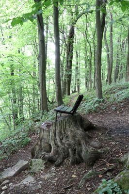 Česká Skalice, 22.7.2021
Babiččino údolí. Suťový les nad levým břehem Úpy, poblíž zaniklého hradiště Koldovka.
Schlüsselwörter: Česká Skalice Babiččino údolí Pivovarská Koldovka