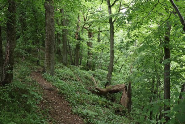 Česká Skalice, 22.7.2021
Babiččino údolí. Suťový les nad levým břehem Úpy, poblíž zaniklého hradiště Koldovka.
Keywords: Česká Skalice Babiččino údolí Pivovarská Koldovka