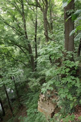 Česká Skalice, 22.7.2021
Babiččino údolí. Suťový les nad levým břehem Úpy, poblíž zaniklého hradiště Koldovka.
Keywords: Česká Skalice Babiččino údolí Pivovarská Koldovka