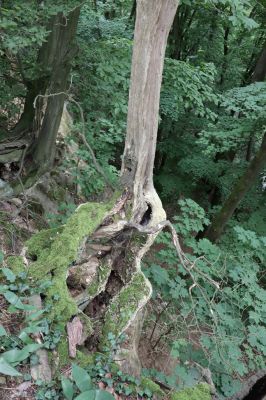 Česká Skalice, 22.7.2021
Babiččino údolí. Suťový les nad levým břehem Úpy, poblíž zaniklého hradiště Koldovka.
Klíčová slova: Česká Skalice Babiččino údolí Pivovarská Koldovka