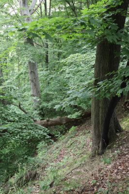 Česká Skalice, 22.7.2021
Babiččino údolí. Suťový les nad levým břehem Úpy, poblíž zaniklého hradiště Koldovka.
Mots-clés: Česká Skalice Babiččino údolí Pivovarská Koldovka