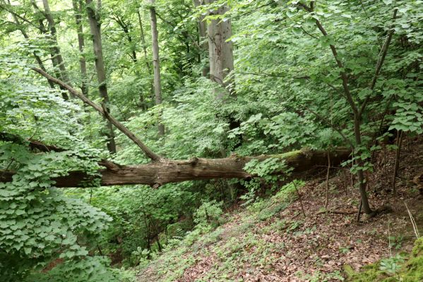 Česká Skalice, 22.7.2021
Babiččino údolí. Suťový les nad levým břehem Úpy, poblíž zaniklého hradiště Koldovka.
Mots-clés: Česká Skalice Babiččino údolí Pivovarská Koldovka