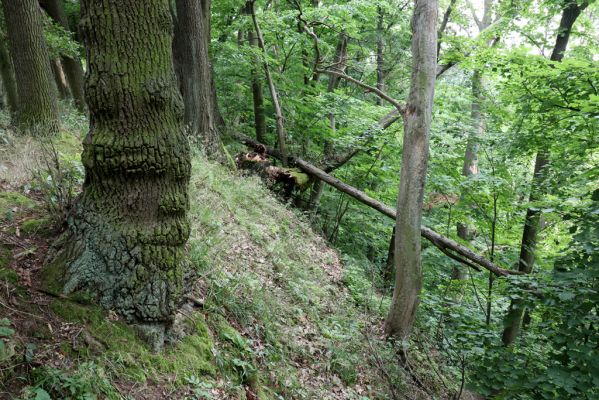 Česká Skalice, 22.7.2021
Babiččino údolí. Suťový les nad levým břehem Úpy, poblíž zaniklého hradiště Koldovka.
Klíčová slova: Česká Skalice Babiččino údolí Pivovarská Koldovka