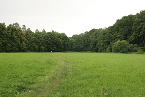 Česká Skalice, 30.6.2015
Záplavové louky u Úpy v jižní části Babiččina údolí. Biotop kovaříka Oedostethus quadripustulatus.



Klíčová slova: Česká Skalice Babiččino údolí Oedostethus quadripustulatus