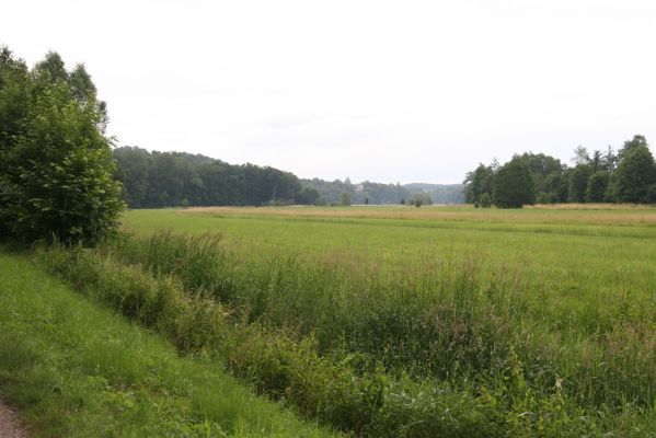 Česká Skalice, 30.6.2015
Záplavové louky u Úpy v jižní části Babiččina údolí. 
Schlüsselwörter: Česká Skalice Babiččino údolí