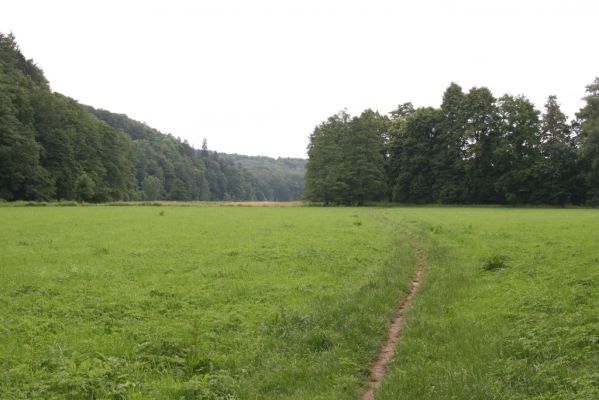 Česká Skalice, 30.6.2015
Záplavové louky u Úpy v jižní části Babiččina údolí. Biotop kovaříka Oedostethus quadripustulatus.
Schlüsselwörter: Česká Skalice Babiččino údolí Oedostethus quadripustulatus