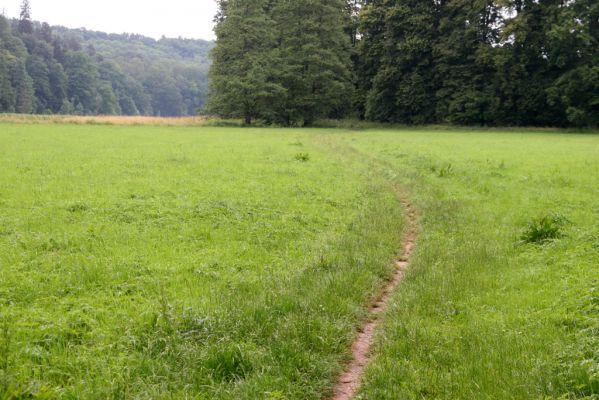 Česká Skalice, 30.6.2015
Záplavové louky u Úpy v jižní části Babiččina údolí. Biotop kovaříka Oedostethus quadripustulatus.


Schlüsselwörter: Česká Skalice Babiččino údolí Oedostethus quadripustulatus