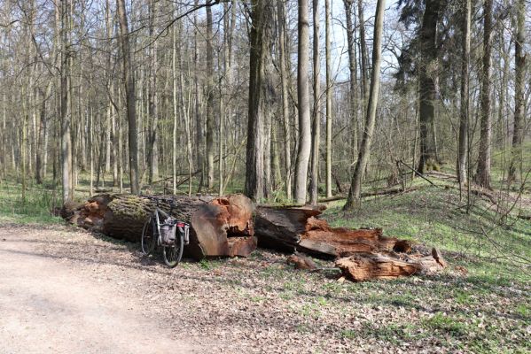 Česká Skalice, 5.4.2019
Babiččino údolí - Bažantnice.
Klíčová slova: Česká Skalice Babiččino údolí Bažantnice Aesalus scarabaeoides