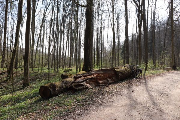 Česká Skalice, 5.4.2019
Babiččino údolí - Bažantnice.
Klíčová slova: Česká Skalice Babiččino údolí Bažantnice Aesalus scarabaeoides