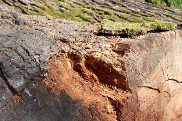 Česká Skalice, 5.4.2019
Babiččino údolí - Bažantnice.
Klíčová slova: Česká Skalice Babiččino údolí Bažantnice Aesalus scarabaeoides