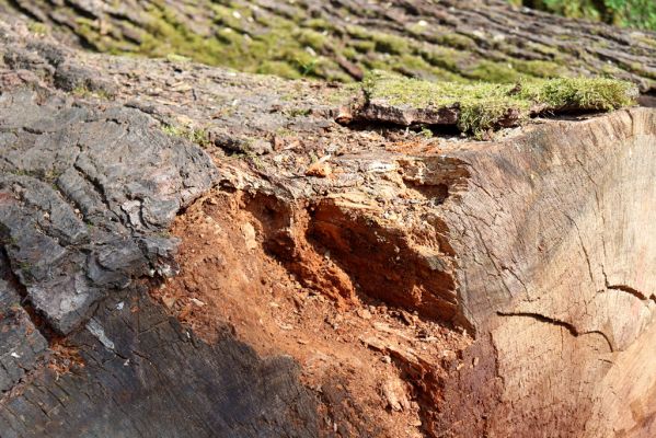 Česká Skalice, 5.4.2019
Babiččino údolí - Bažantnice.
Mots-clés: Česká Skalice Babiččino údolí Bažantnice Aesalus scarabaeoides