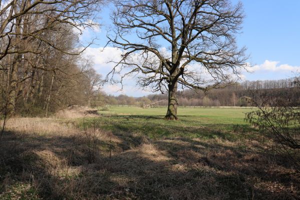 Česká Skalice, 5.4.2019
Babiččino údolí - Bažantnice.
Klíčová slova: Česká Skalice Babiččino údolí Bažantnice