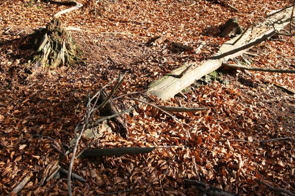 Mezní Louka, vrch Větrovec, 14.11.2010
V trouchnivém dřevě padlého kmene smrku se vyvíjí larvy Prostomis mandibularis.
Klíčová slova: České Švýcarsko Mezná Mezní Louka vrch Větrovec Prostomis mandibularis