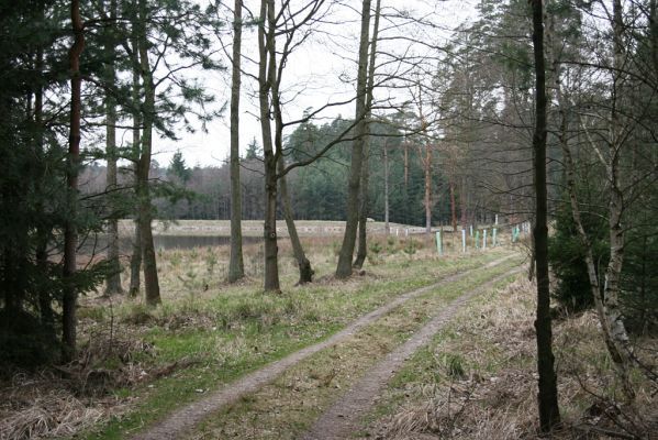 Císařská studánka, retenční nádrž Cesta myslivců, 10.4.2008
Zničená prameniště a vodní toky v celém údolí, v celém komplexu lesních plantáží a k tomu retenční nádrž. 
Schlüsselwörter: Hradec Králové retenční nádrž Cesta myslivců