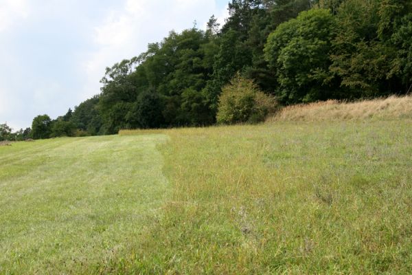 Čestice, 11.9.2008
Podchlumí - sečená step na jihovýchodním okraji vrchu Malý Chlum. 
Klíčová slova: Čestice Podchlumí step