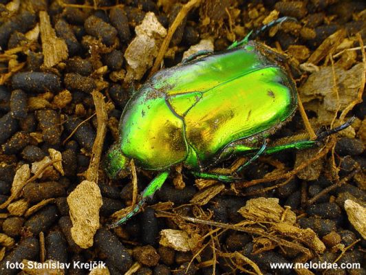 Zlatohlávek skvostný (Cetonischema aeruginosa)
Zlatohlávek skvostný (Cetonischema aeruginosa), vzácný obyvatel dutin listnatých stromů.
Schlüsselwörter: Opatovice Polabiny topol zlatohlavek skvostný cetonischema aeruginosa