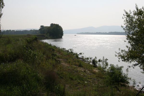 Chľaba, 4.9.2014
Štěrkové náplavy Dunaje u Chľaby. Biotop kovaříků Zorochros quadriguttatus a Drasterius bimaculatus.
Schlüsselwörter: Chľaba Dunaj Zorochros quadriguttatus Drasterius bimaculatus