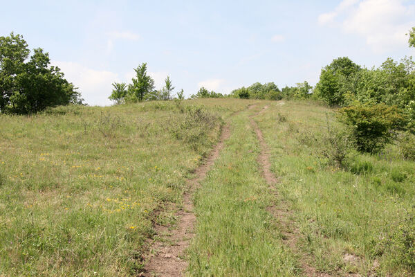 Chľaba, 5.6.2014
Kováčovské kopce - louky nad obcí.
Schlüsselwörter: Chľaba Kováčovské kopce