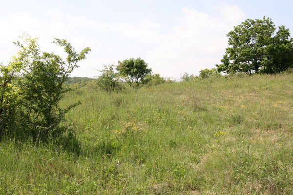 Chľaba, 5.6.2014
Kováčovské kopce - louky nad obcí.
Schlüsselwörter: Chľaba Kováčovské kopce