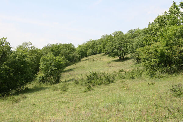 Chľaba, 5.6.2014
Kováčovské kopce - louky nad obcí.
Schlüsselwörter: Chľaba Kováčovské kopce