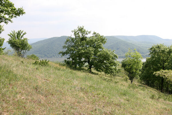 Chľaba, 5.6.2014
Kováčovské kopce - louky nad obcí.
Klíčová slova: Chľaba Kováčovské kopce