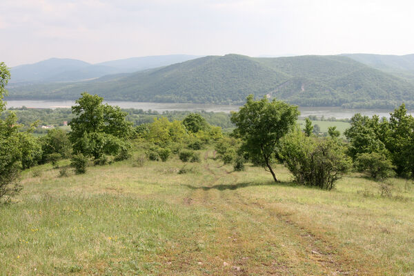 Chľaba, 5.6.2014
Kováčovské kopce - louky nad obcí.
Schlüsselwörter: Chľaba Kováčovské kopce