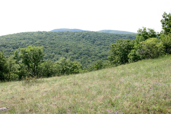 Chľaba, 5.6.2014
Kováčovské kopce - louky nad obcí.
Schlüsselwörter: Chľaba Kováčovské kopce