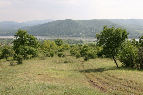 Chľaba, 5.6.2014
Kováčovské kopce - louky nad obcí.
Klíčová slova: Chľaba Kováčovské kopce