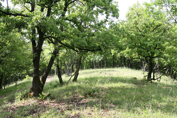 Chľaba, 5.6.2014
Kováčovské kopce.
Keywords: Chľaba Kováčovské kopce