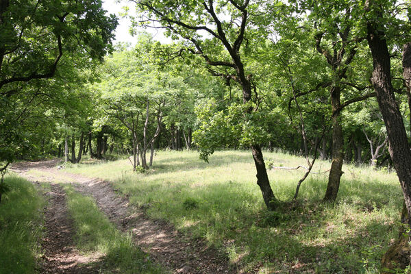 Chľaba, 5.6.2014
Kováčovské kopce.
Keywords: Chľaba Kováčovské kopce Prosternon chrysocomum