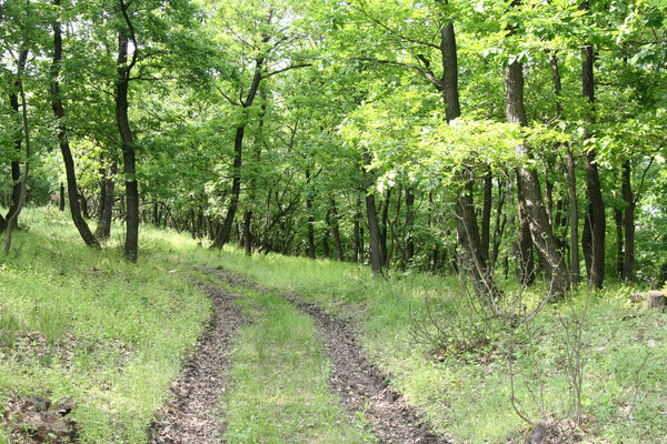 Chľaba, 5.6.2014
Kováčovské kopce.
Keywords: Chľaba Kováčovské kopce Prosternon chrysocomum