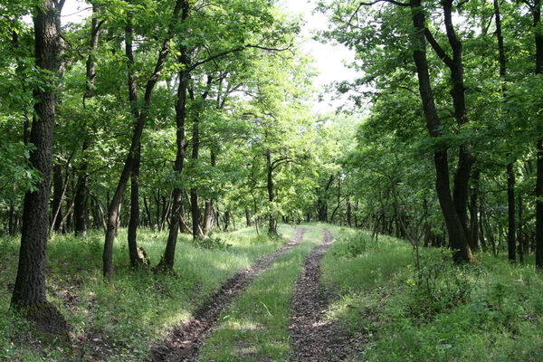 Chľaba, 5.6.2014
Kováčovské kopce.
Keywords: Chľaba Kováčovské kopce Prosternon chrysocomum