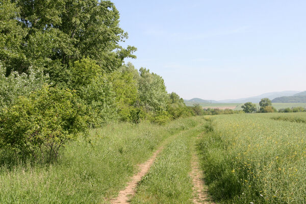 Chľaba, 5.6.2014 
Cesta od staré pískovny k Dunaji.
Keywords: Chľaba soutok Dunaj Ipeľ