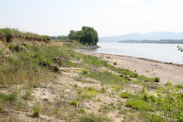 Chľaba, 5.6.2014
Břeh Dunaje před soutokem s Ipľa.
Keywords: Chľaba soutok Dunaj Ipeľ