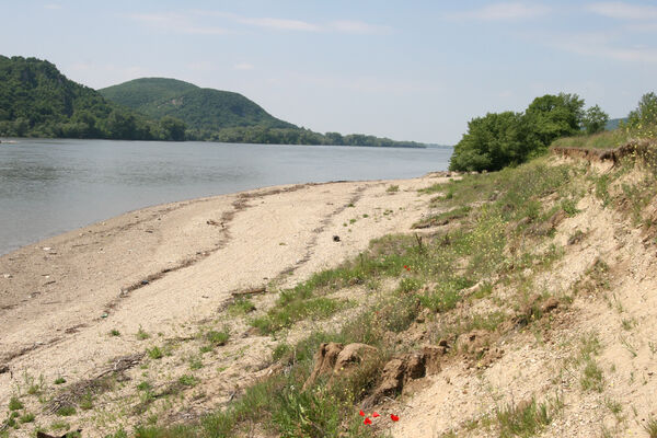 Chľaba, 5.6.2014
Břeh Dunaje před soutokem s Ipľa.
Klíčová slova: Chľaba soutok Dunaj Ipeľ